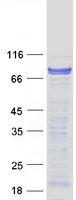 CSDE1 Protein - Purified recombinant protein CSDE1 was analyzed by SDS-PAGE gel and Coomassie Blue Staining