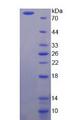 CSF1 / MCSF Protein - Recombinant  Colony Stimulating Factor 1, Macrophage By SDS-PAGE