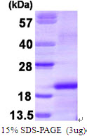 CSF1 / MCSF Protein