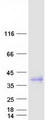 CSF1 / MCSF Protein - Purified recombinant protein CSF1 was analyzed by SDS-PAGE gel and Coomassie Blue Staining