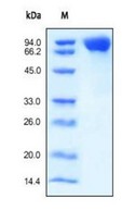 CSF1R / CD115 / FMS Protein - Human CSF1R / CD115 / CD6, human recombinant