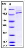 CSF1R / CD115 / FMS Protein
