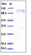 CSF1R / CD115 / FMS Protein