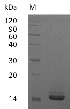 CSF2 / GM-CSF Protein - (Tris-Glycine gel) Discontinuous SDS-PAGE (reduced) with 5% enrichment gel and 15% separation gel.