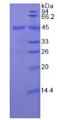 CSF2 / GM-CSF Protein - Recombinant Colony Stimulating Factor 2, Granulocyte Macrophage By SDS-PAGE