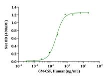 CSF2 / GM-CSF Protein - Biological Activity GM-CSF, Human stimulates cell proliferation of R&amp;D TF-1 cells. The ED 50 for this effect is less than 0.5ng/mL.