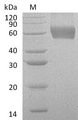 CSF2RA / CD116 Protein - (Tris-Glycine gel) Discontinuous SDS-PAGE (reduced) with 5% enrichment gel and 15% separation gel.