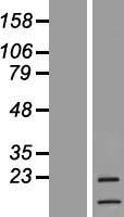 CSF3 / G-CSF Protein - Western validation with an anti-DDK antibody * L: Control HEK293 lysate R: Over-expression lysate