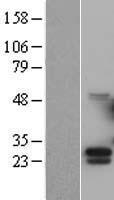 CSF3 / G-CSF Protein - Western validation with an anti-DDK antibody * L: Control HEK293 lysate R: Over-expression lysate