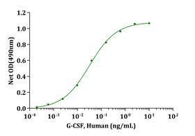 CSF3 / G-CSF Protein - Biological Activity G-CSF, Human stimulates cell proliferation of M-NFS-60 cells. The ED 50 for this effect is typically 20-100pg/mL.