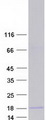 CSF3 / G-CSF Protein - Purified recombinant protein CSF3 was analyzed by SDS-PAGE gel and Coomassie Blue Staining