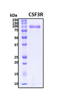 CSF3R / CD114 Protein - SDS-PAGE under reducing conditions and visualized by Coomassie blue staining