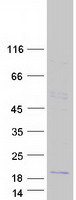 CSHL1 / CSH-Like 1 Protein - Purified recombinant protein CSHL1 was analyzed by SDS-PAGE gel and Coomassie Blue Staining