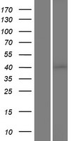 CSNK1A1 / CK1 Alpha Protein - Western validation with an anti-DDK antibody * L: Control HEK293 lysate R: Over-expression lysate