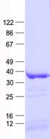 CSNK1A1L Protein