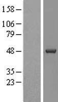 CSNK1D Protein - Western validation with an anti-DDK antibody * L: Control HEK293 lysate R: Over-expression lysate