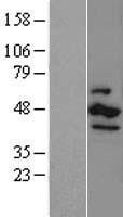 CSNK1E / CK1 Epsilon Protein - Western validation with an anti-DDK antibody * L: Control HEK293 lysate R: Over-expression lysate