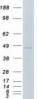 CSNK1E / CK1 Epsilon Protein - Purified recombinant protein CSNK1E was analyzed by SDS-PAGE gel and Coomassie Blue Staining