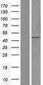 CSNK1G3 / CKI-Gamma 3 Protein - Western validation with an anti-DDK antibody * L: Control HEK293 lysate R: Over-expression lysate