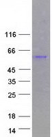 CSNK1G3 / CKI-Gamma 3 Protein - Purified recombinant protein CSNK1G3 was analyzed by SDS-PAGE gel and Coomassie Blue Staining