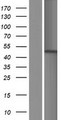 CSNK2A1 Protein - Western validation with an anti-DDK antibody * L: Control HEK293 lysate R: Over-expression lysate