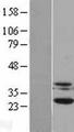 CSNK2B / Phosvitin Protein - Western validation with an anti-DDK antibody * L: Control HEK293 lysate R: Over-expression lysate