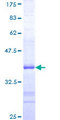 CSPG5 / Neuroglycan C Protein - 12.5% SDS-PAGE Stained with Coomassie Blue.