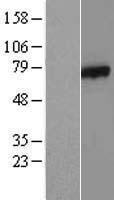 CSRNP1 / AXUD1 Protein - Western validation with an anti-DDK antibody * L: Control HEK293 lysate R: Over-expression lysate