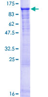 CSRNP3 Protein - 12.5% SDS-PAGE of human FAM130A2 stained with Coomassie Blue