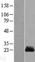 CSRP1 Protein - Western validation with an anti-DDK antibody * L: Control HEK293 lysate R: Over-expression lysate