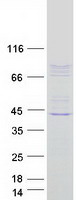 CSRP2BP Protein - Purified recombinant protein CSRP2BP was analyzed by SDS-PAGE gel and Coomassie Blue Staining