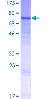 CST / GAL3ST1 Protein - 12.5% SDS-PAGE of human GAL3ST1 stained with Coomassie Blue