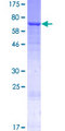 CST / GAL3ST1 Protein - 12.5% SDS-PAGE of human GAL3ST1 stained with Coomassie Blue
