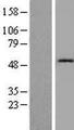 CST1 / Cystatin SN Protein - Western validation with an anti-DDK antibody * L: Control HEK293 lysate R: Over-expression lysate