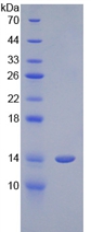 CST1 / Cystatin SN Protein - Recombinant Cystatin 1 By SDS-PAGE