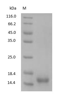 CST3 / Cystatin C Protein - (Tris-Glycine gel) Discontinuous SDS-PAGE (reduced) with 5% enrichment gel and 15% separation gel.