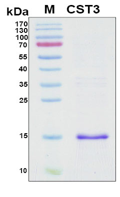CST3 / Cystatin C Protein - SDS-PAGE under reducing conditions and visualized by Coomassie blue staining