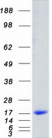 CST3 / Cystatin C Protein - Purified recombinant protein CST3 was analyzed by SDS-PAGE gel and Coomassie Blue Staining