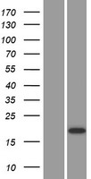 CST9 Protein - Western validation with an anti-DDK antibody * L: Control HEK293 lysate R: Over-expression lysate