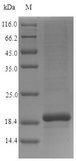 CST9 Protein - (Tris-Glycine gel) Discontinuous SDS-PAGE (reduced) with 5% enrichment gel and 15% separation gel.