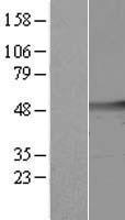 CSTF1 Protein - Western validation with an anti-DDK antibody * L: Control HEK293 lysate R: Over-expression lysate