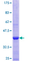 CSTF1 Protein - 12.5% SDS-PAGE Stained with Coomassie Blue.