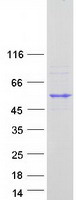 CSTF1 Protein - Purified recombinant protein CSTF1 was analyzed by SDS-PAGE gel and Coomassie Blue Staining