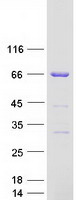 CSTF2 / CstF-64 Protein - Purified recombinant protein CSTF2 was analyzed by SDS-PAGE gel and Coomassie Blue Staining