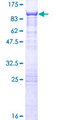CSTF2T Protein - 12.5% SDS-PAGE of human CSTF2T stained with Coomassie Blue