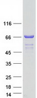 CSTF2T Protein - Purified recombinant protein CSTF2T was analyzed by SDS-PAGE gel and Coomassie Blue Staining