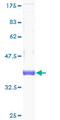 CSTF3 Protein - 12.5% SDS-PAGE of human CSTF3 stained with Coomassie Blue