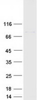 CSTF3 Protein - Purified recombinant protein CSTF3 was analyzed by SDS-PAGE gel and Coomassie Blue Staining