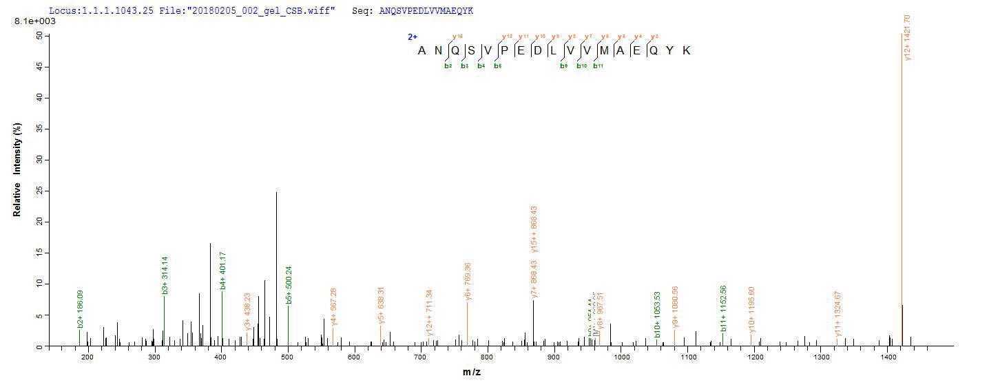 CT26 / DDX53 Protein - Based on the SEQUEST from database of E.coli host and target protein, the LC-MS/MS Analysis result of Recombinant Human Probable ATP-dependent RNA helicase DDX53(DDX53) could indicate that this peptide derived from E.coli-expressed Homo sapiens (Human) DDX53.