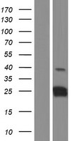 CT45A1 Protein - Western validation with an anti-DDK antibody * L: Control HEK293 lysate R: Over-expression lysate